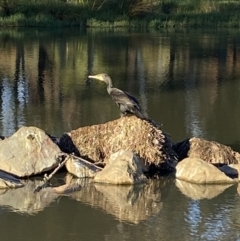 Phalacrocorax carbo at Jerrabomberra, NSW - 5 May 2022