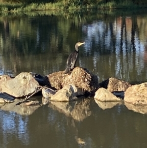 Phalacrocorax carbo at Jerrabomberra, NSW - 5 May 2022