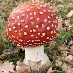 Amanita muscaria at Barton, ACT - 5 May 2022