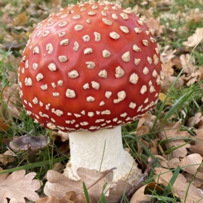 Amanita muscaria (Fly Agaric) at Barton, ACT - 5 May 2022 by Steve_Bok