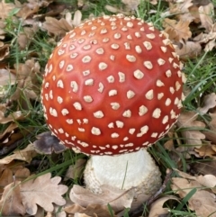 Amanita muscaria at Barton, ACT - 5 May 2022