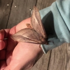 Oxycanus (genus) at Chifley, ACT - 5 May 2022