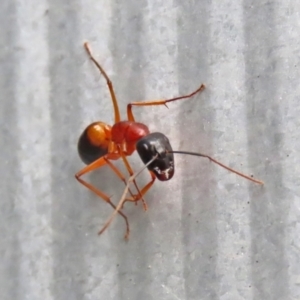 Camponotus consobrinus at Macarthur, ACT - 5 May 2022