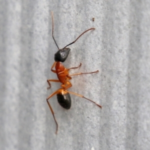 Camponotus consobrinus at Macarthur, ACT - 5 May 2022