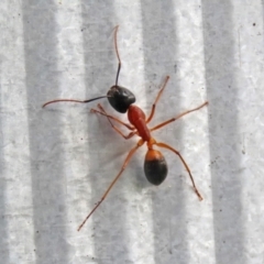 Camponotus consobrinus at Macarthur, ACT - 5 May 2022