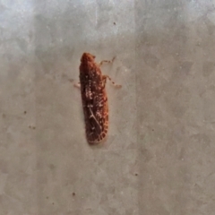 Achilidae sp. (family) (Achilid planthopper) at Macarthur, ACT - 5 May 2022 by RodDeb