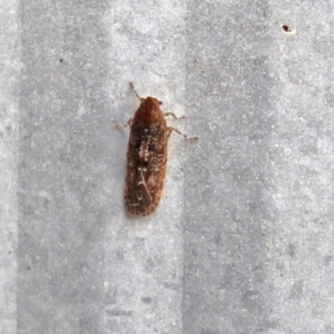 Achilidae sp. (family) at Macarthur, ACT - 5 May 2022