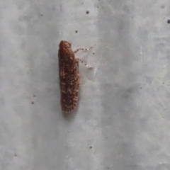 Achilidae sp. (family) at Macarthur, ACT - 5 May 2022