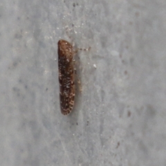 Achilidae sp. (family) at Macarthur, ACT - 5 May 2022