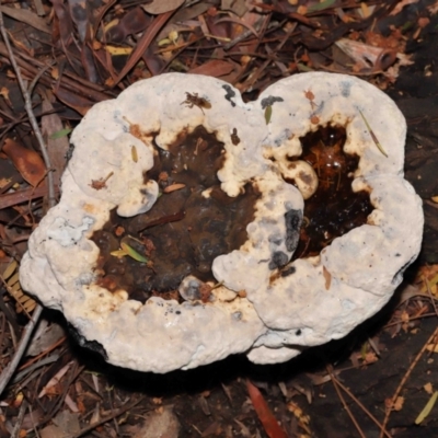 Sanguinoderma rude (Red-staining Stalked Polypore) at Acton, ACT - 29 Apr 2022 by TimL