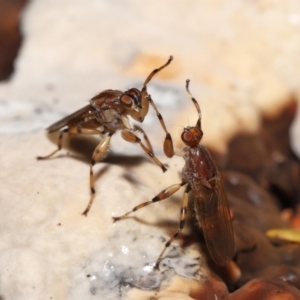 Tapeigaster annulipes at Acton, ACT - 29 Apr 2022