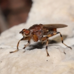 Tapeigaster annulipes at Acton, ACT - 29 Apr 2022