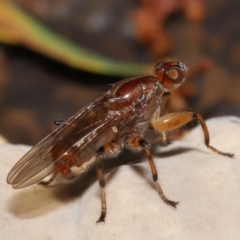 Tapeigaster annulipes at Acton, ACT - 29 Apr 2022