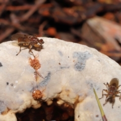 Tapeigaster annulipes at Acton, ACT - 29 Apr 2022