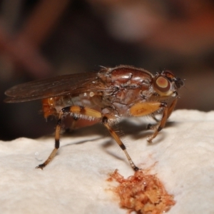 Tapeigaster annulipes at Acton, ACT - 29 Apr 2022