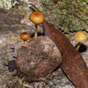 Stropharia sp. at Mount Clear, ACT - 3 May 2022