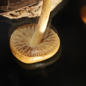 Stropharia sp. at Mount Clear, ACT - 3 May 2022