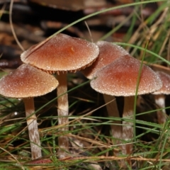 Unidentified Cap on a stem; gills below cap [mushrooms or mushroom-like] at Namadgi National Park - 3 May 2022 by TimL