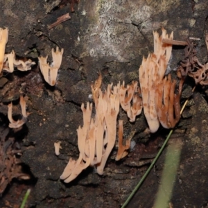 Artomyces sp. at Mount Clear, ACT - 3 May 2022