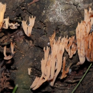 Artomyces sp. at Mount Clear, ACT - 3 May 2022