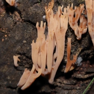 Artomyces sp. at Mount Clear, ACT - 3 May 2022