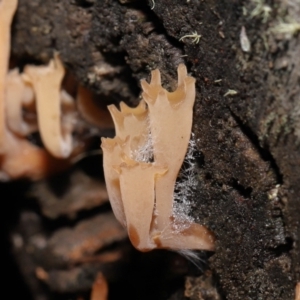 Artomyces sp. at Mount Clear, ACT - 3 May 2022