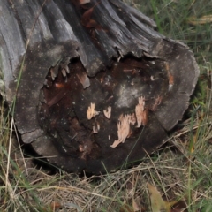 Artomyces sp. at Mount Clear, ACT - 3 May 2022