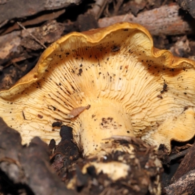 Unidentified Cap on a stem; gills below cap [mushrooms or mushroom-like] at Mount Clear, ACT - 3 May 2022 by TimL