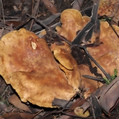 Unverified Cap on a stem; gills below cap [mushrooms or mushroom-like] at Mount Clear, ACT - 3 May 2022 by TimL