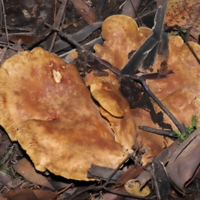 Unidentified Cap on a stem; gills below cap [mushrooms or mushroom-like] at Mount Clear, ACT - 3 May 2022 by TimL