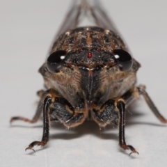 Galanga labeculata at Evatt, ACT - 6 Feb 2022 04:51 PM