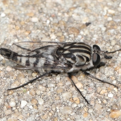 Apiocera moerens (Flower-loving Fly) at Acton, ACT - 6 Feb 2022 by TimL