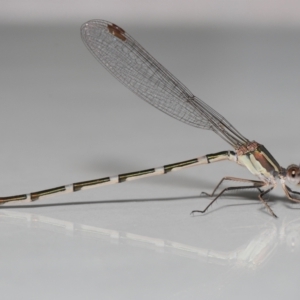 Austrolestes leda at Evatt, ACT - 6 Feb 2022 01:54 PM