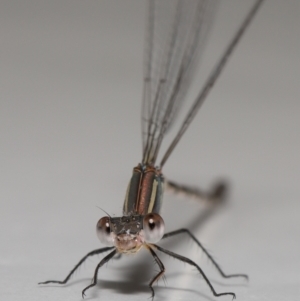 Austrolestes leda at Evatt, ACT - 6 Feb 2022 01:54 PM