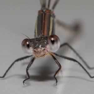 Austrolestes leda at Evatt, ACT - 6 Feb 2022 01:54 PM