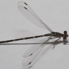 Austrolestes leda at Evatt, ACT - 6 Feb 2022 01:54 PM