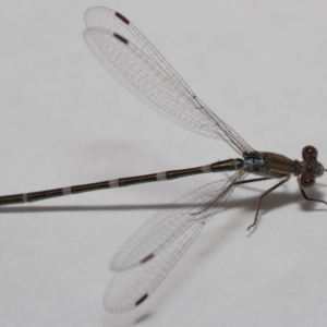 Austrolestes leda at Evatt, ACT - 6 Feb 2022