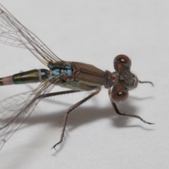 Austrolestes leda at Evatt, ACT - 6 Feb 2022