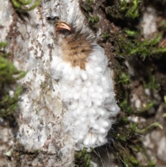 Braconidae (family) at Paddys River, ACT - 8 Feb 2022 11:24 AM