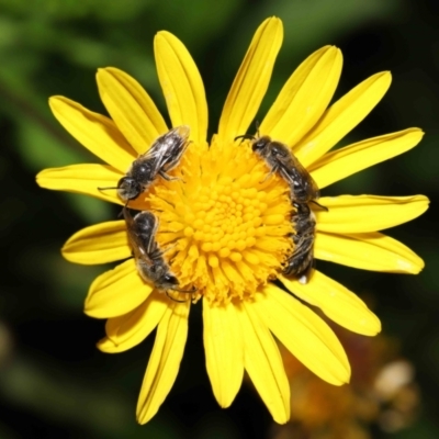 Lasioglossum (Chilalictus) lanarium (Halictid bee) at Evatt, ACT - 9 Feb 2022 by TimL