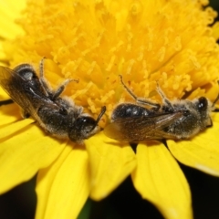 Lasioglossum (Chilalictus) lanarium at Evatt, ACT - 10 Feb 2022