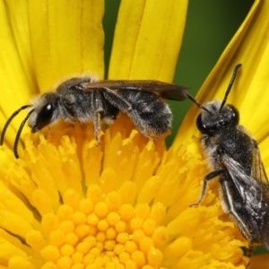 Lasioglossum (Chilalictus) lanarium at Evatt, ACT - 10 Feb 2022