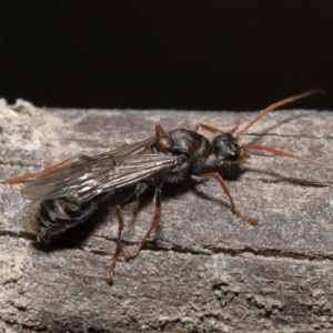 Myrmecia sp. (genus) at Paddys River, ACT - 15 Mar 2022 11:05 AM