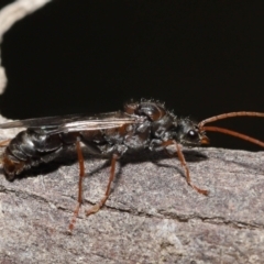 Myrmecia sp. (genus) at Paddys River, ACT - 15 Mar 2022 11:05 AM