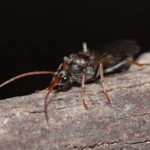 Myrmecia sp. (genus) at Paddys River, ACT - 15 Mar 2022 11:05 AM