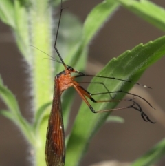 Harpobittacus australis (Hangingfly) at Paddys River, ACT - 15 Mar 2022 by TimL