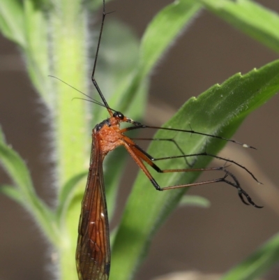 Harpobittacus australis (Hangingfly) at Paddys River, ACT - 15 Mar 2022 by TimL