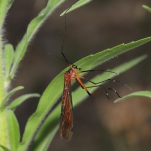 Harpobittacus australis at Paddys River, ACT - 15 Mar 2022