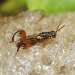 Podagrionini (tribe) (Unidentified mantis parasite wasp) at Evatt, ACT - 4 May 2022 by TimL