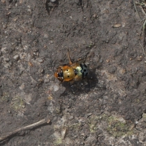 Austalis pulchella at Mount Clear, ACT - 3 May 2022